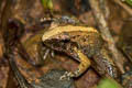 Hasche's Frog Limnonectes hascheanus (Stoliczka's Frog)