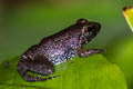 Hasche's Frog Limnonectes hascheanus (Stoliczka's Frog)