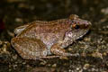 Hasche's Frog Limnonectes hascheanus (Stoliczka's Frog)