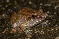 Hasche's Frog Limnonectes hascheanus (Stoliczka's Frog)