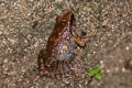 Hasche's Frog Limnonectes hascheanus (Stoliczka's Frog)