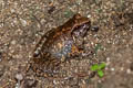Hasche's Frog Limnonectes hascheanus (Stoliczka's Frog)