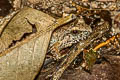 Hasche's Frog Limnonectes hascheanus (Stoliczka's Frog)