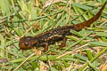 Himalayan Newt Tylototriton verrucosus