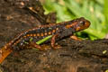 Himalayan Newt Tylototriton verrucosus