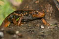 Himalayan Newt Tylototriton verrucosus