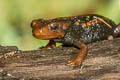 Himalayan Newt Tylototriton verrucosus