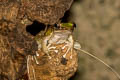 Hose's Rock Frog Odorrana hosii