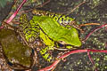 Hose's Rock Frog Odorrana hosii