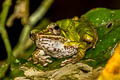 Hose's Rock Frog Odorrana hosii