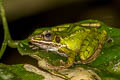 Hose's Rock Frog Odorrana hosii