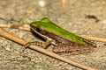 Hose's Rock Frog Odorrana hosii