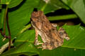 Indochinese Dwarf Toad Ingerophrynus parvus