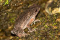 Indochinese Dwarf Toad Ingerophrynus parvus