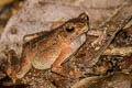 Indochinese Dwarf Toad Ingerophrynus parvus