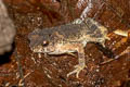 Indochinese Dwarf Toad Ingerophrynus parvus