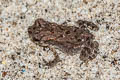 Indochinese Dwarf Toad Ingerophrynus parvus