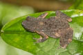 Inthanon Stream Toad