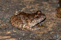 Isan Big-headed Frog Limnonectes isanensis
