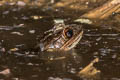 Isan Big-headed Frog Limnonectes isanensis