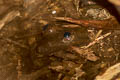 Jarujin's Frog Limnonectes jarujini (Jarujin's Stream Frog