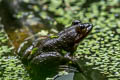 Jarujin's Frog Limnonectes jarujini (Jarujin's Stream Frog