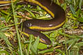 Ko Tao Caecilian Ichthyophis kohtaoensis