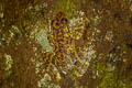 Laos Cascade Frog Amolops cremnobatus