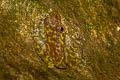 Laos Cascade Frog Amolops cremnobatus