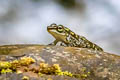 Laos Cascade Frog Amolops cremnobatus