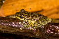 Larut Cascade Frog Amolops larutensis