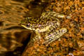 Larut Cascade Frog Amolops larutensis