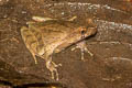 Lesser Stream Horned Frog Xenophrys parva