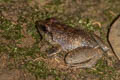 Limborg's Frog Limnonectes limborgi