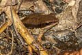 Malayan Dark-side Frog Sylvirana malayana