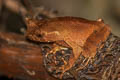 Malayan Horned Frog Grillitschia aceras 