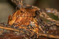 Malayan Horned Frog Grillitschia aceras 