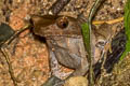 Malayan Horned Frog Grillitschia aceras 