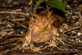 Malayan Horned Frog Grillitschia aceras 