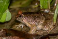 Martens's Puddle Frog Phrynoglossus martensii