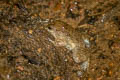 Martens's Puddle Frog Phrynoglossus martensii