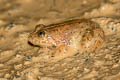 Martens's Puddle Frog Phrynoglossus martensii