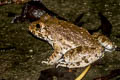 Moodie's Crab-eating Frog Fejervarya moodiei