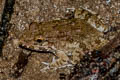 Moodie's Crab-eating Frog Fejervarya moodiei