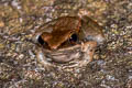 Mortensen's Frog Sylvirana mortenseni