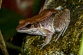 Mortensen's Frog Sylvirana mortenseni