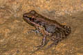 Mortensen's Frog Sylvirana mortenseni