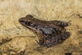 Mortensen's Frog Sylvirana mortenseni