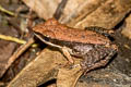 Mortensen's Frog Sylvirana mortenseni