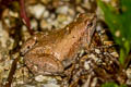 Mukhlesur's Chorus Frog Microhyla mukhlesuri (Mukhlesur's Narrow-mouthed Frog)